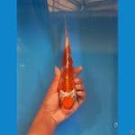 maruten kujaku 25cm