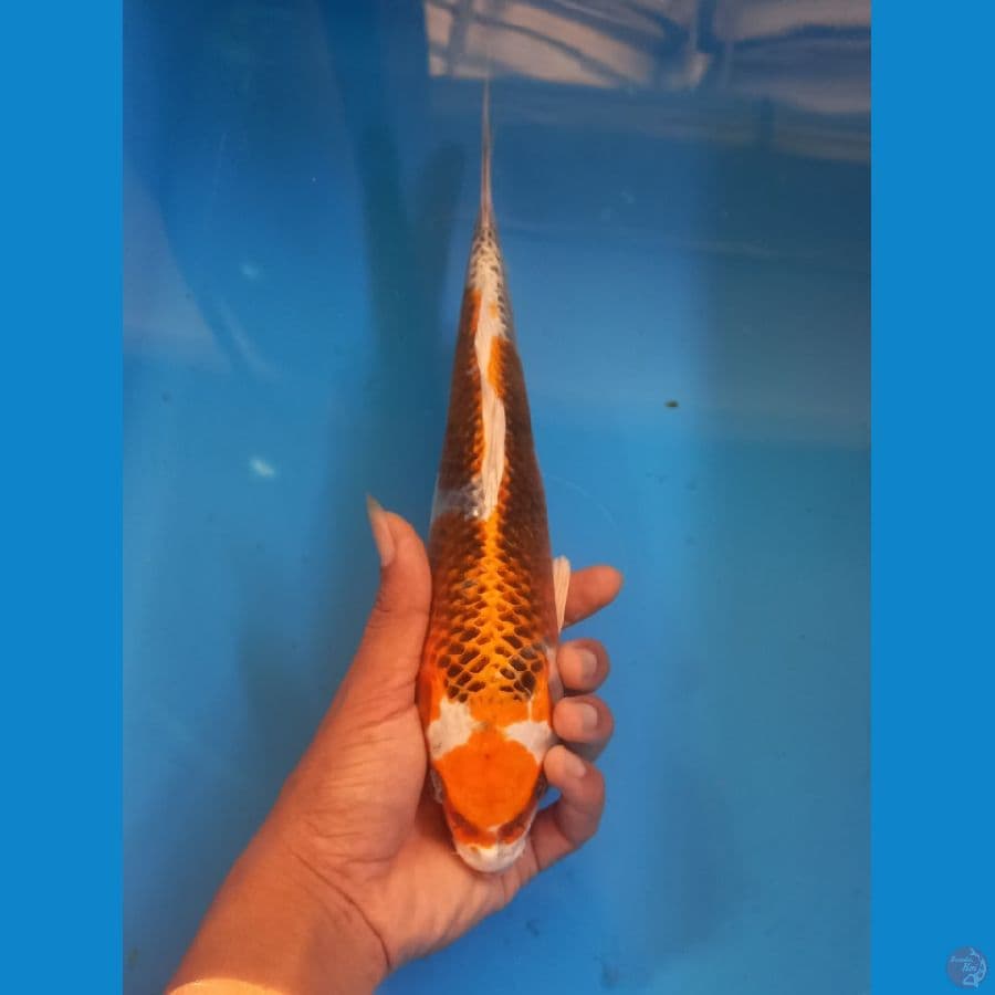 maruten kujaku 28cm