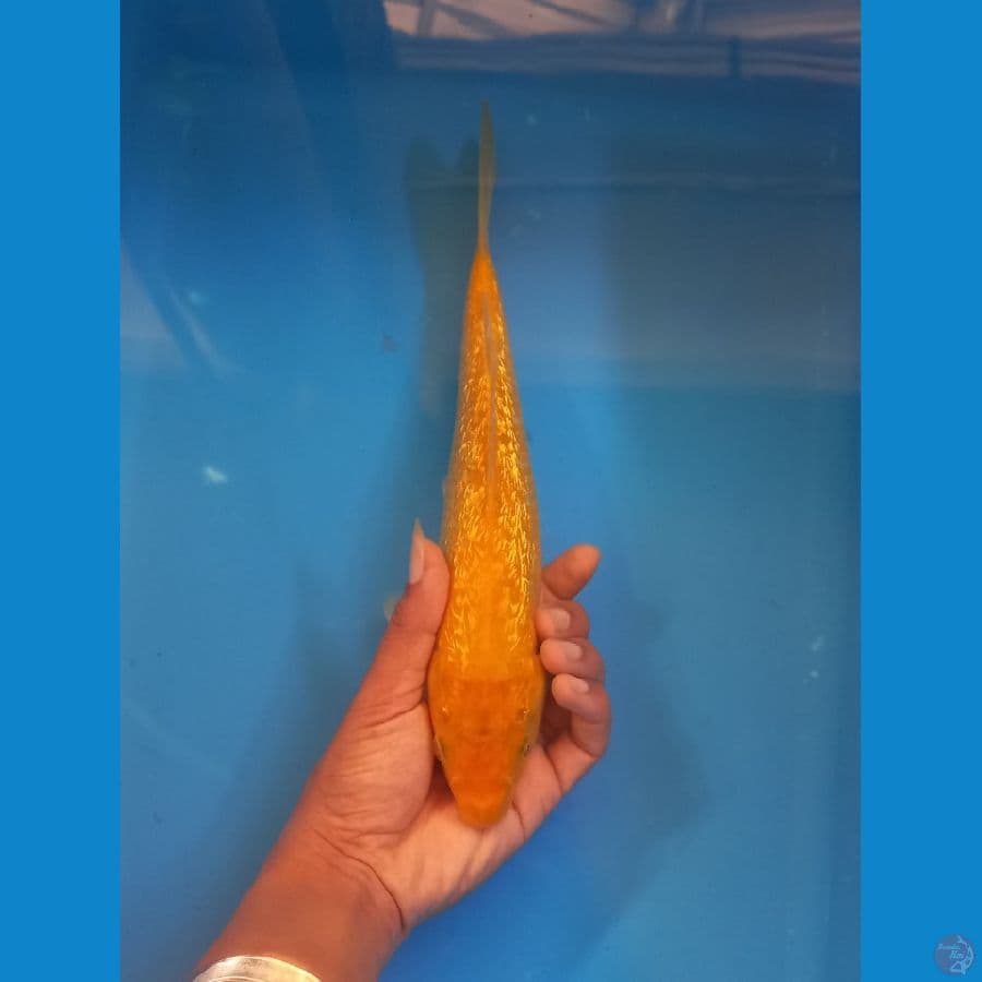 karasi ginrin 28cm male
