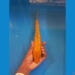 karasi ginrin 28cm male