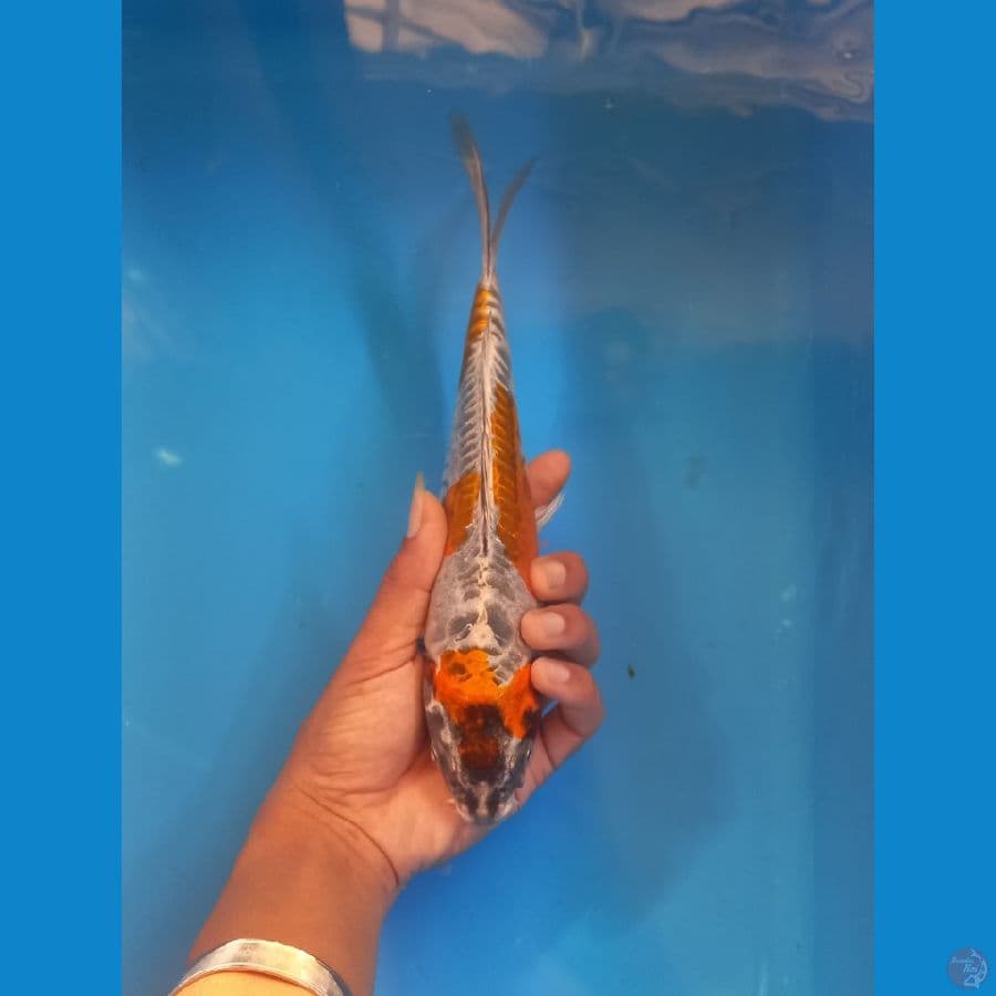 kikokuryu 25cm