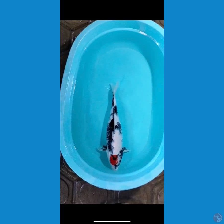 tancho showa 46cm female