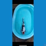 tancho showa 46cm female