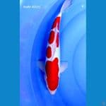 kohaku (doitsu murni male 42cm)