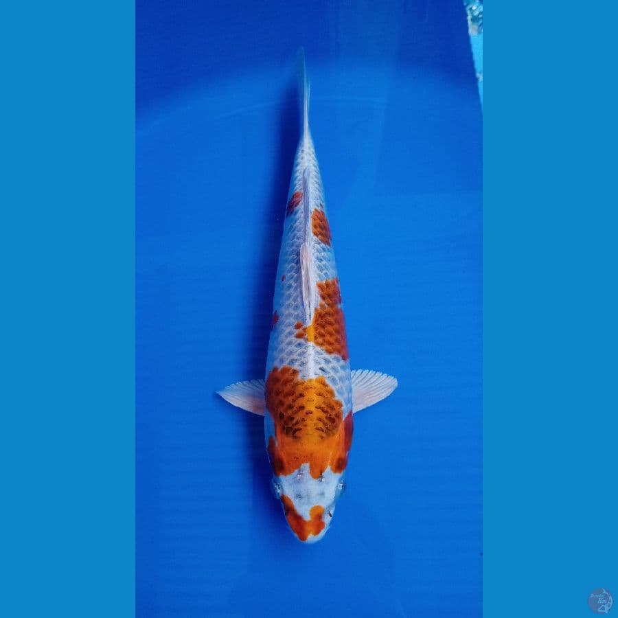 SUPER KUJAKU HQ BODY TORPEDO JANTAN