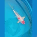 kohaku 28cm kumpay
