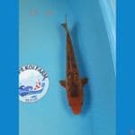 Doidsu cagoi tembaga 28 cm