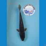 Aragoke 29 cm