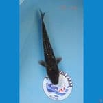 Aragoke ginrin 30cm