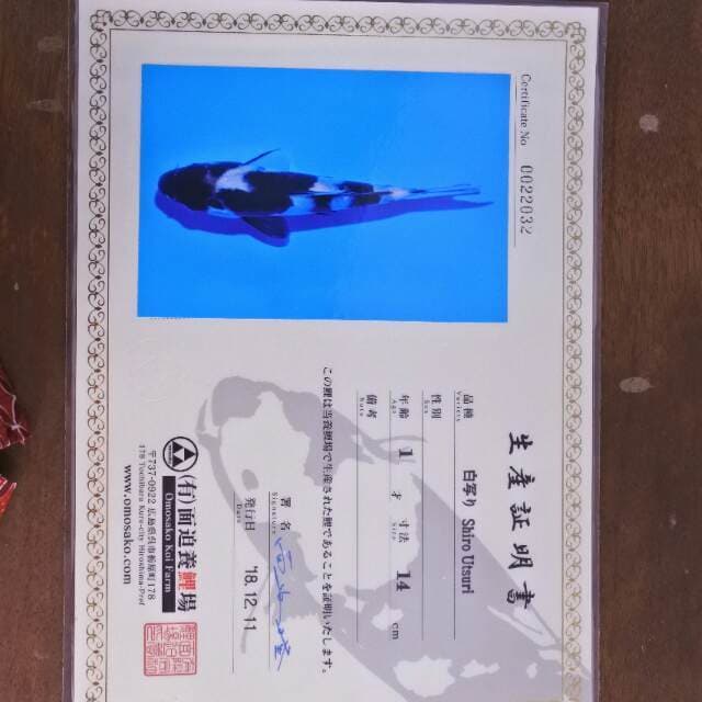 Shiro Omosako