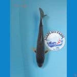 kawarimono 30 cm