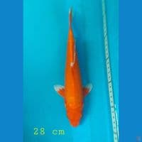 orenji 28 cm