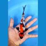 maruten showa male 17cm 