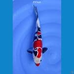 showa doitsu murni 37cm female