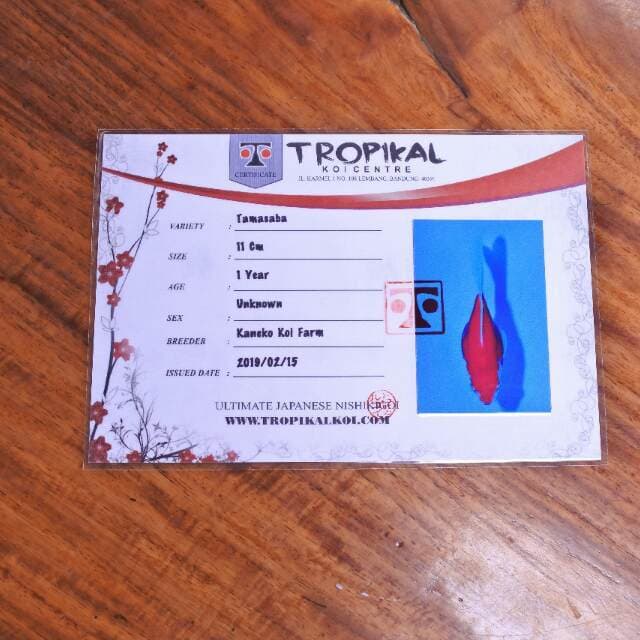 Tamasaba longtail