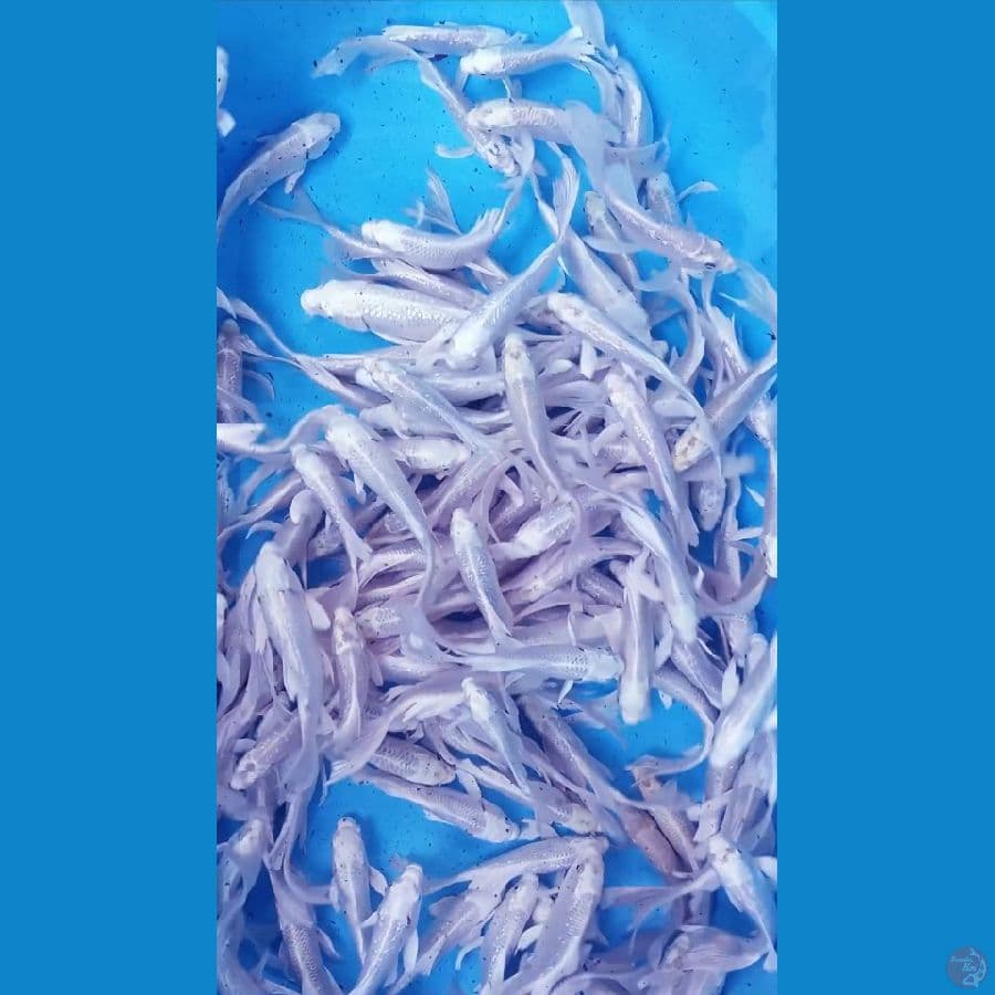 KUMPAY PLATINUM 80 EKOR SIZE 17-23CM