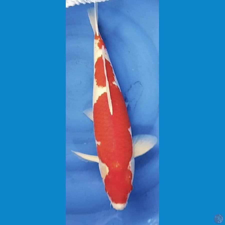kohaku 55cm jantan