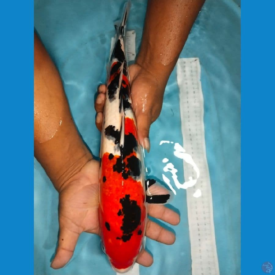 sanky 41cm