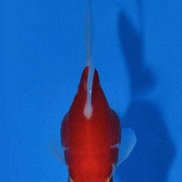 Tamasaba long tail kaneko