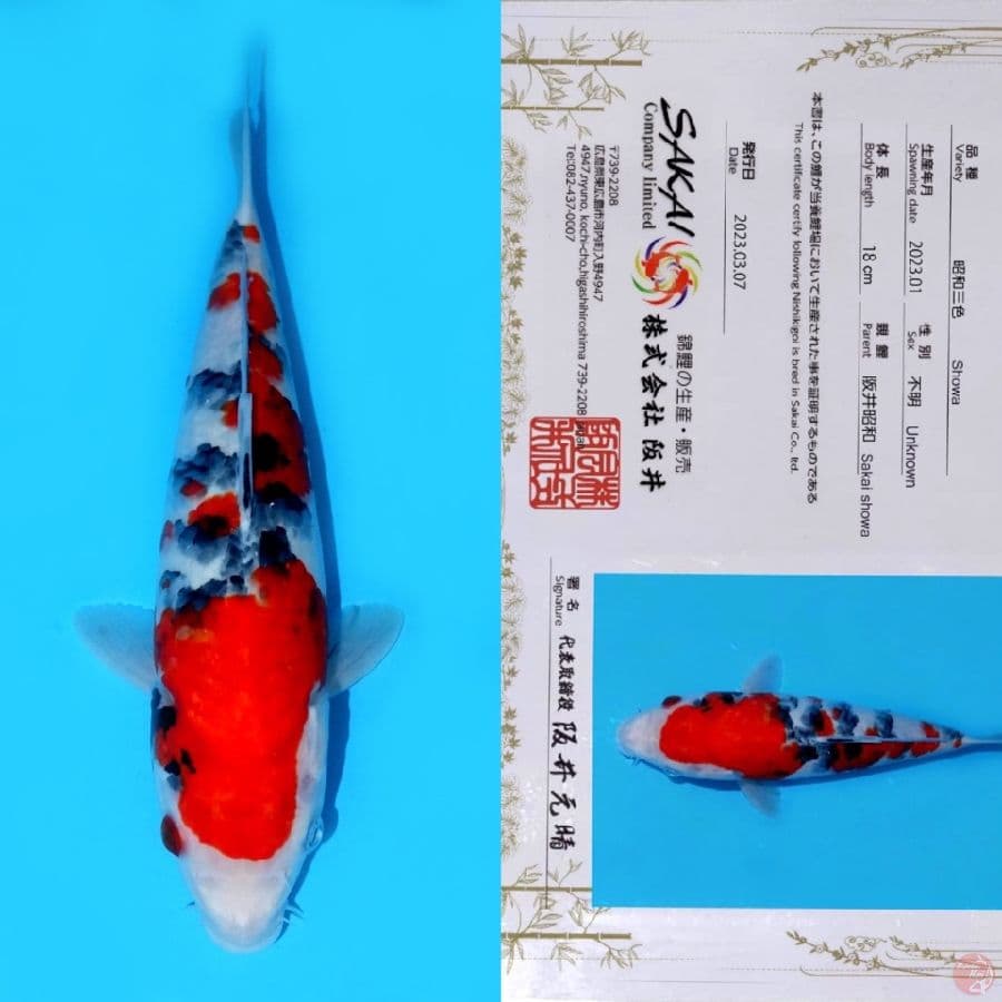 SAKAI SHOWA SANSHOKU HQ 30CM