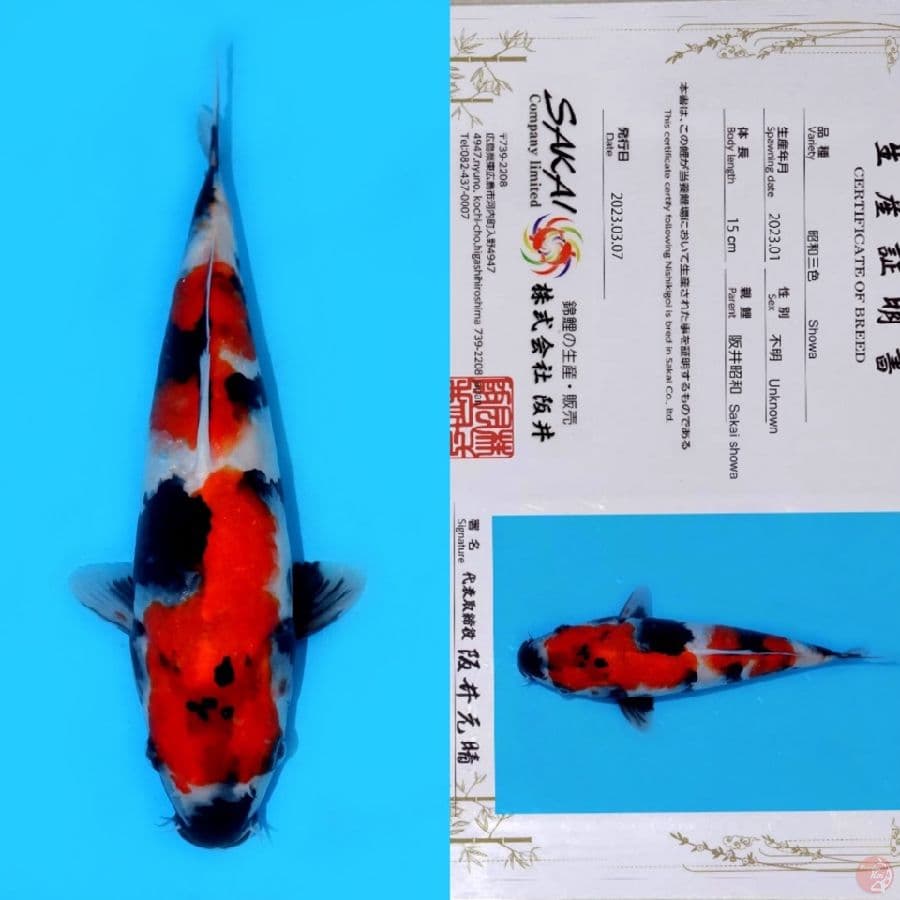 SAKAI SHOWA SANSHOKU SQ 27CM