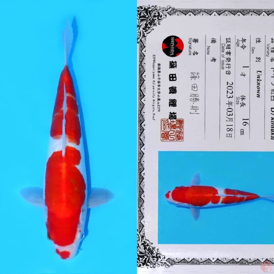 SHINODA KOHAKU DOITSU HQ 27CM