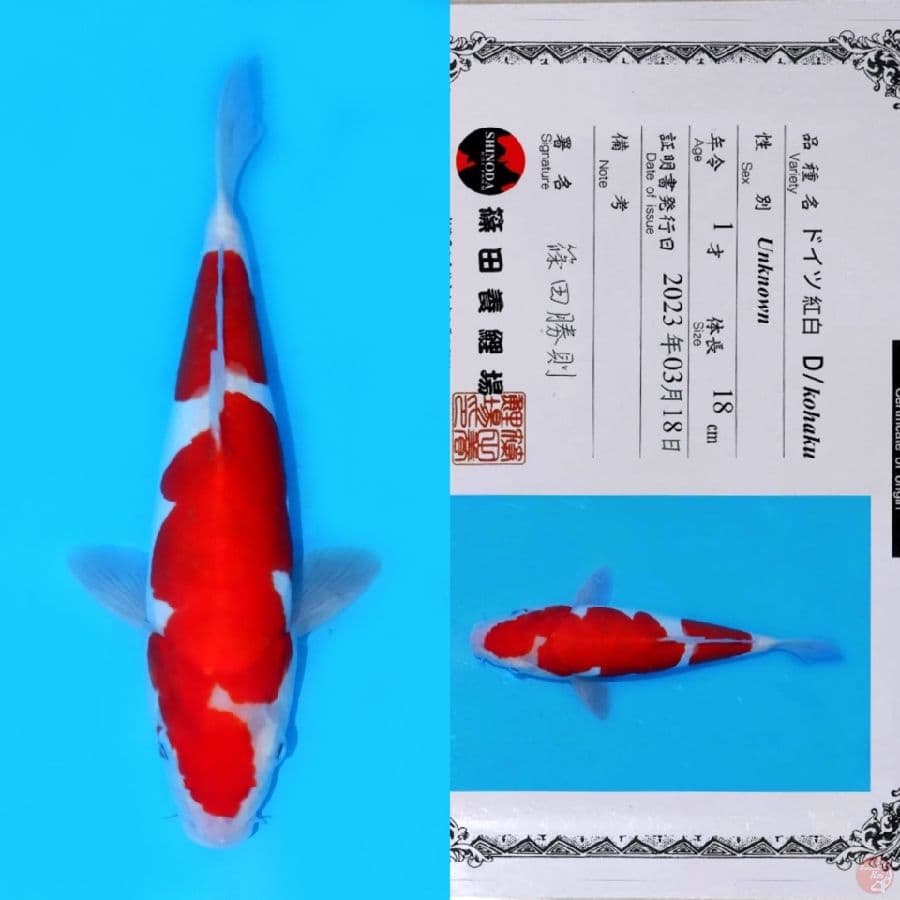 SHINODA KOHAKU DOITSU HQ 31CM