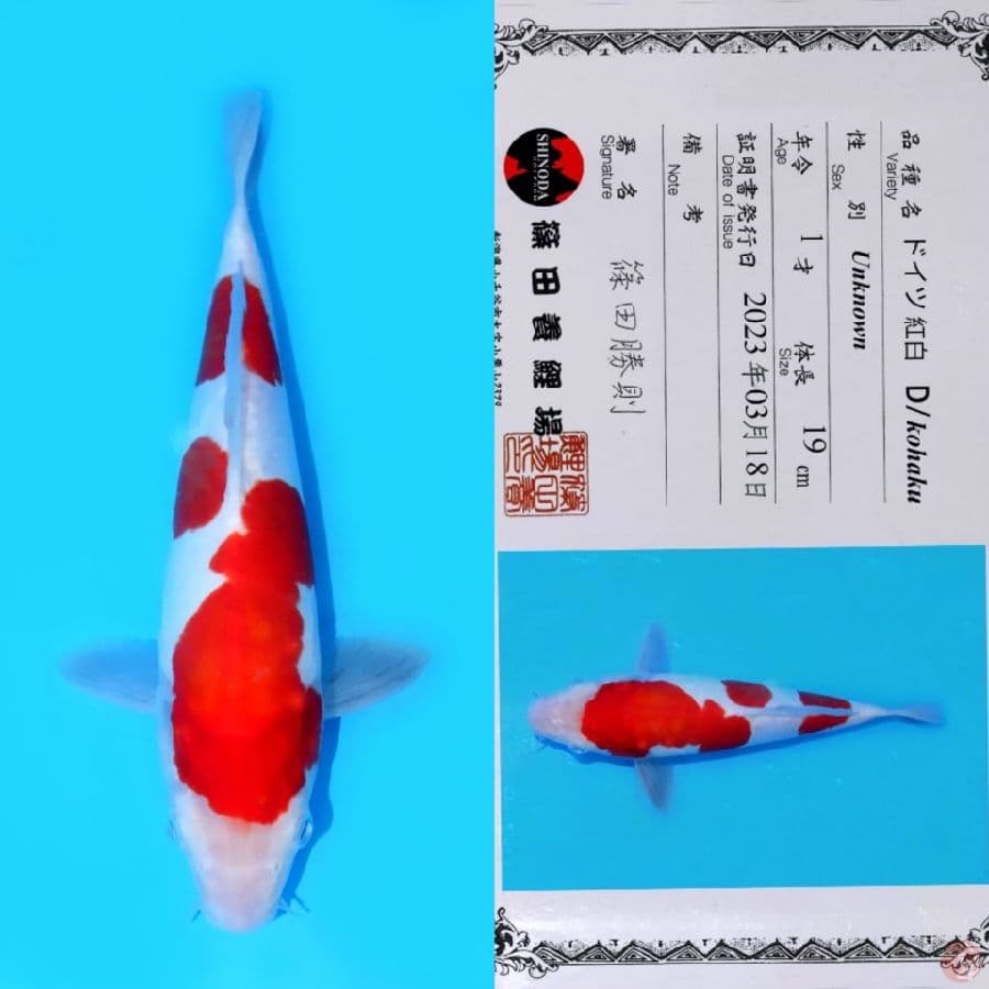 SHINODA KOHAKU DOITSU SQ 27CM