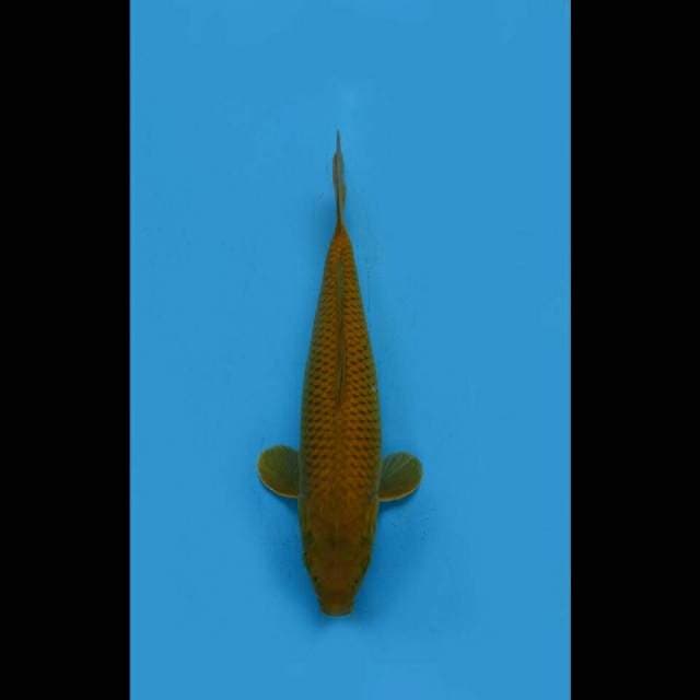 Midorigoi Penjinak Kolam