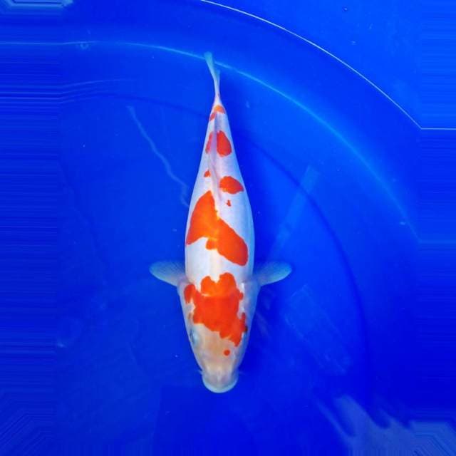 KOHAKU JUOSSHH