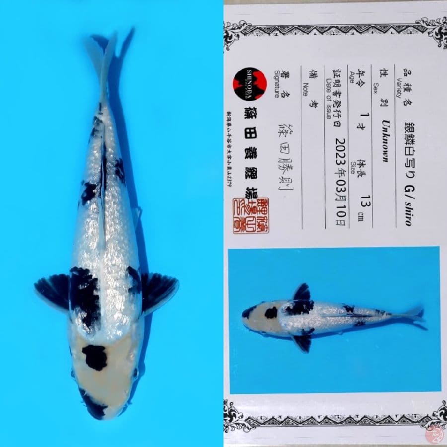 SHINIDA GINRIN SHIRO SQ 25CM