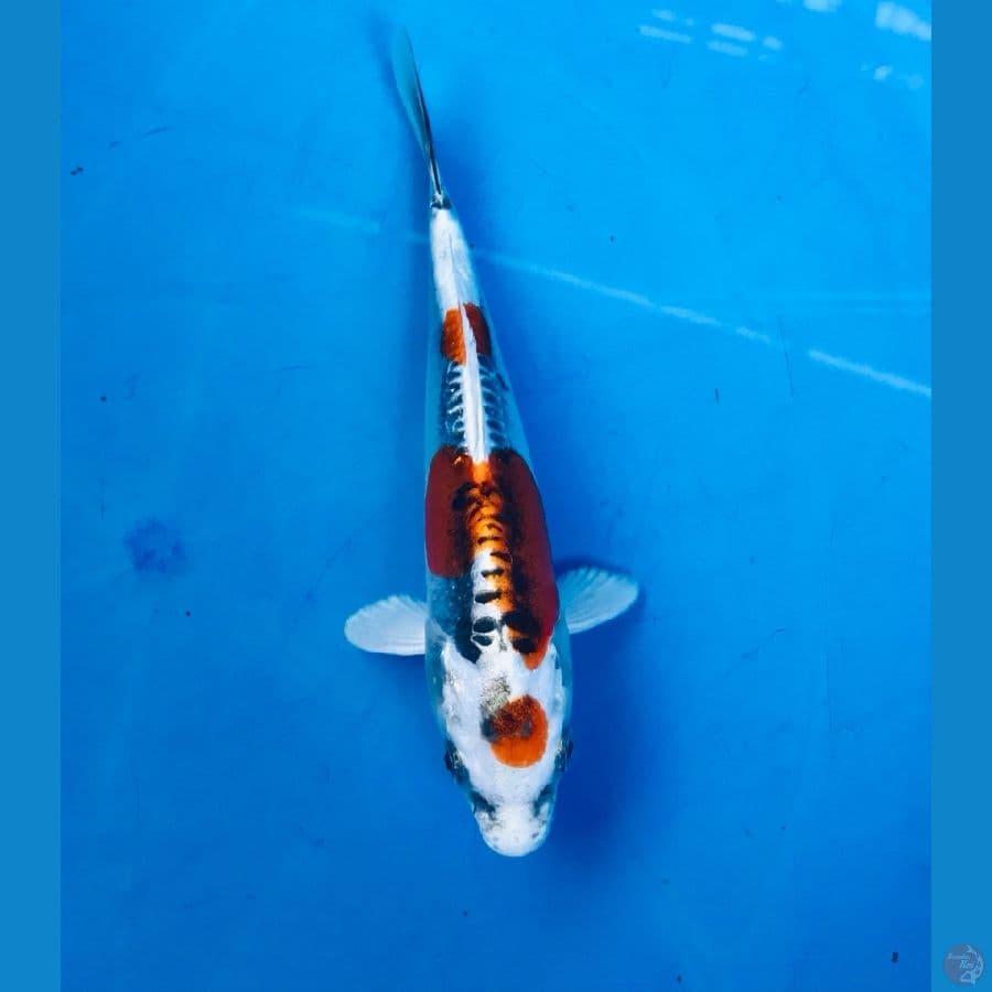 kikokuryu 17cm
