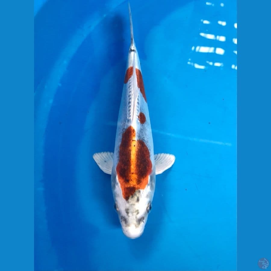 kikokuryu 21cm
