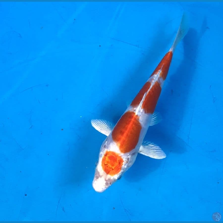 kikushui 11cm