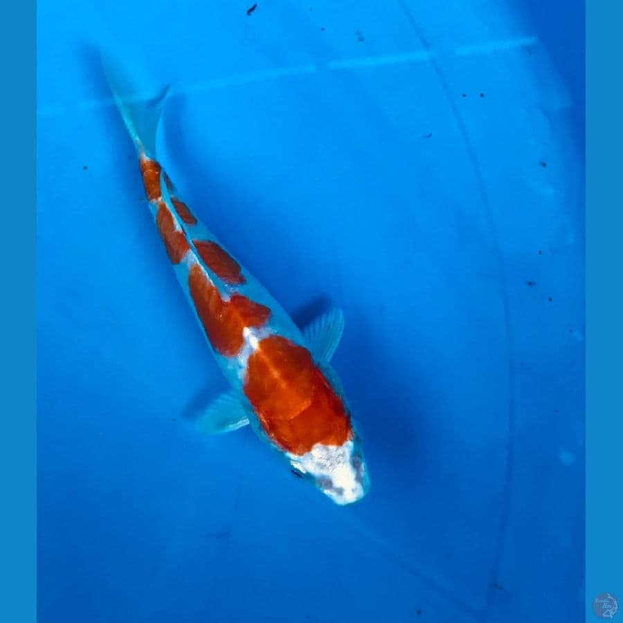 kikushui 14cm
