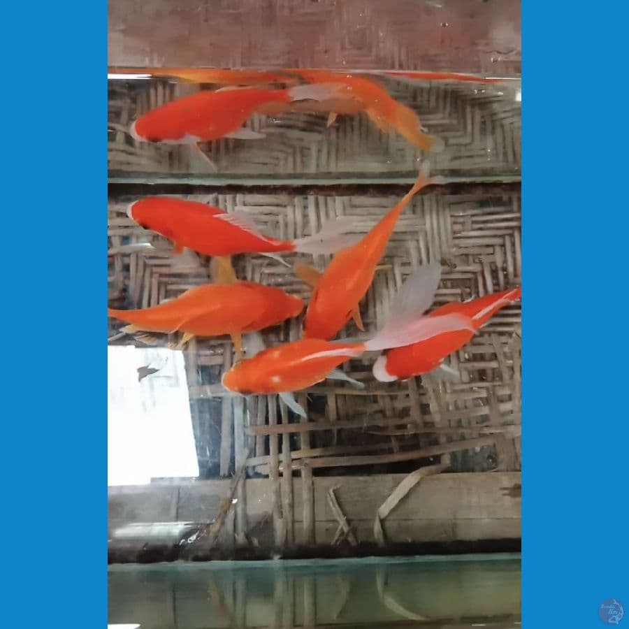tamasaba size : 12 13 cm