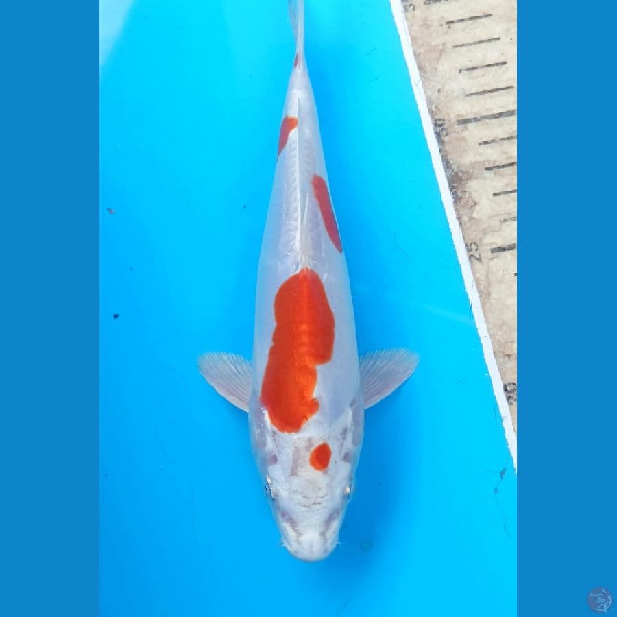 kikushui 20cm