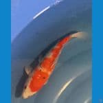 Sanke 29cm Line AKF
