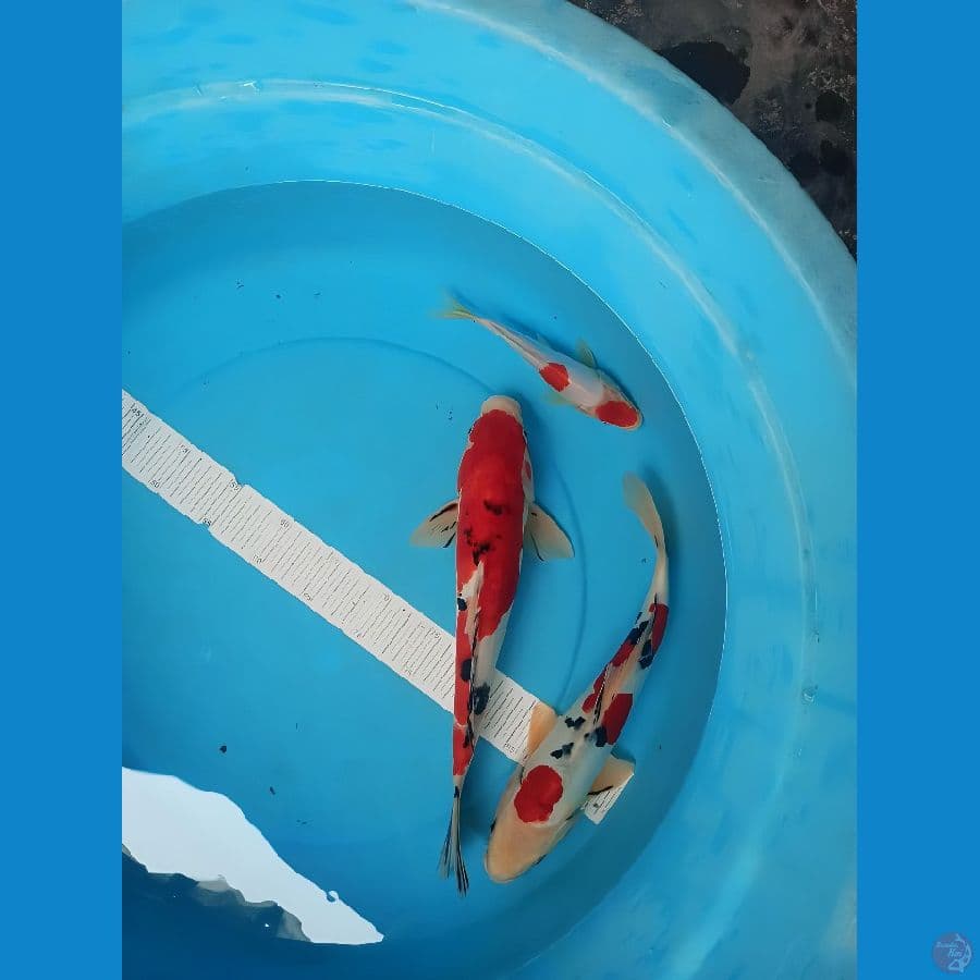 33-36cm