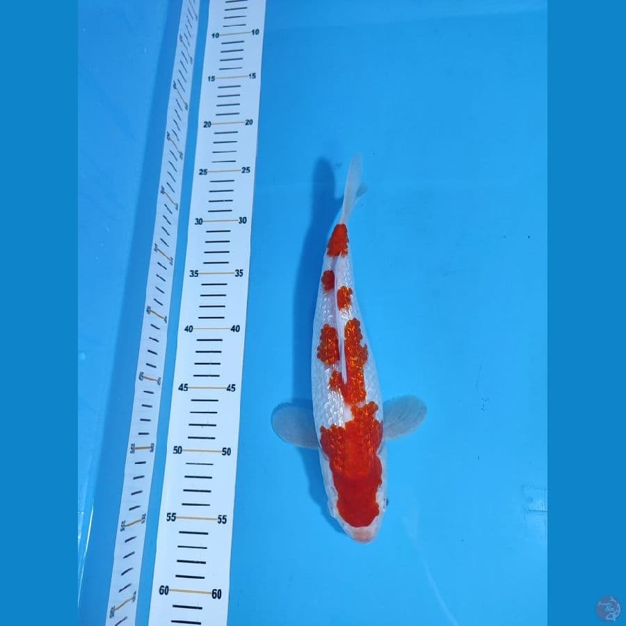 KOHAKU GINRIN HQ ~29cm/Feemale~