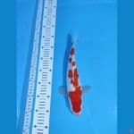 KOHAKU GINRIN HQ ~29cm/Feemale~