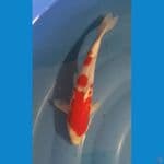 Kohaku 28cm