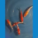 Kohaku 25bu