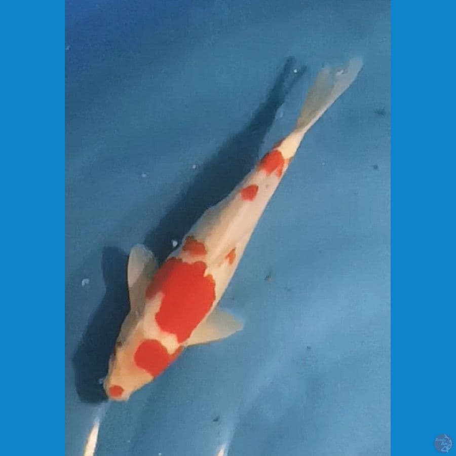 kohaku 30bu