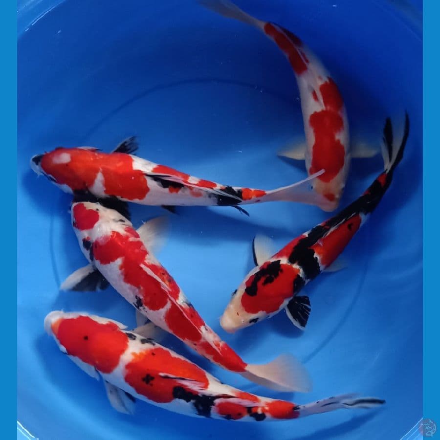 Mix Koi