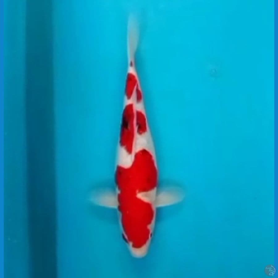 Sanke 36cm