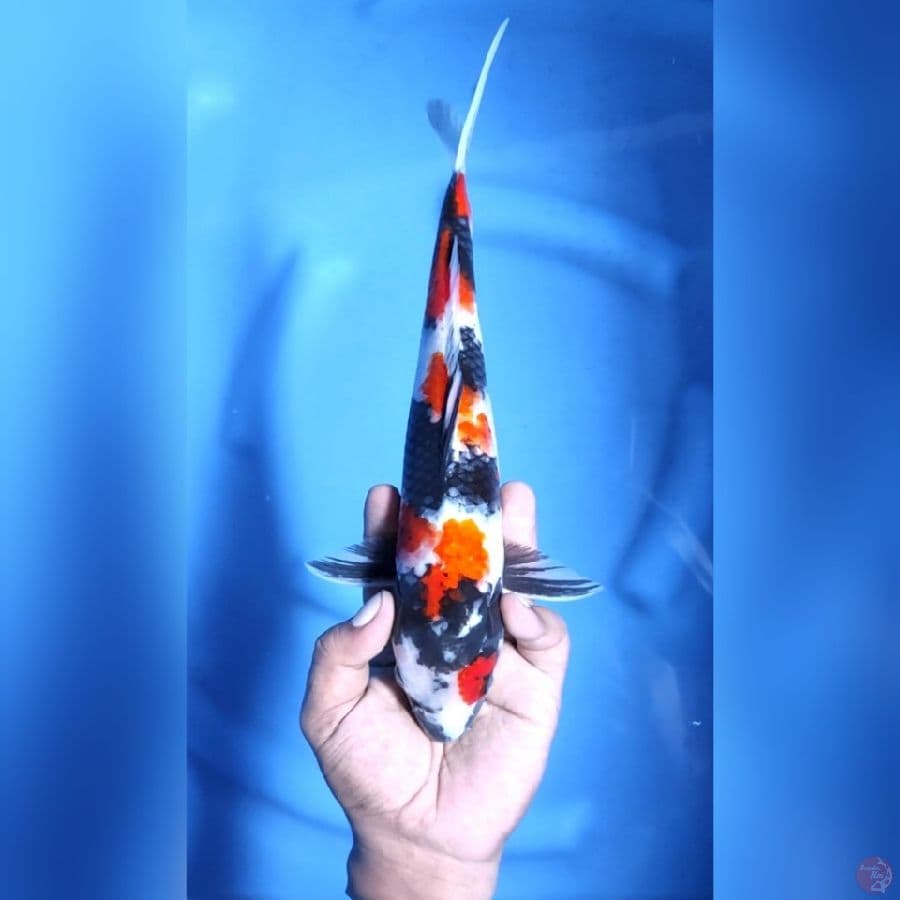 SHOWA SHANSOKU # 38CM - F