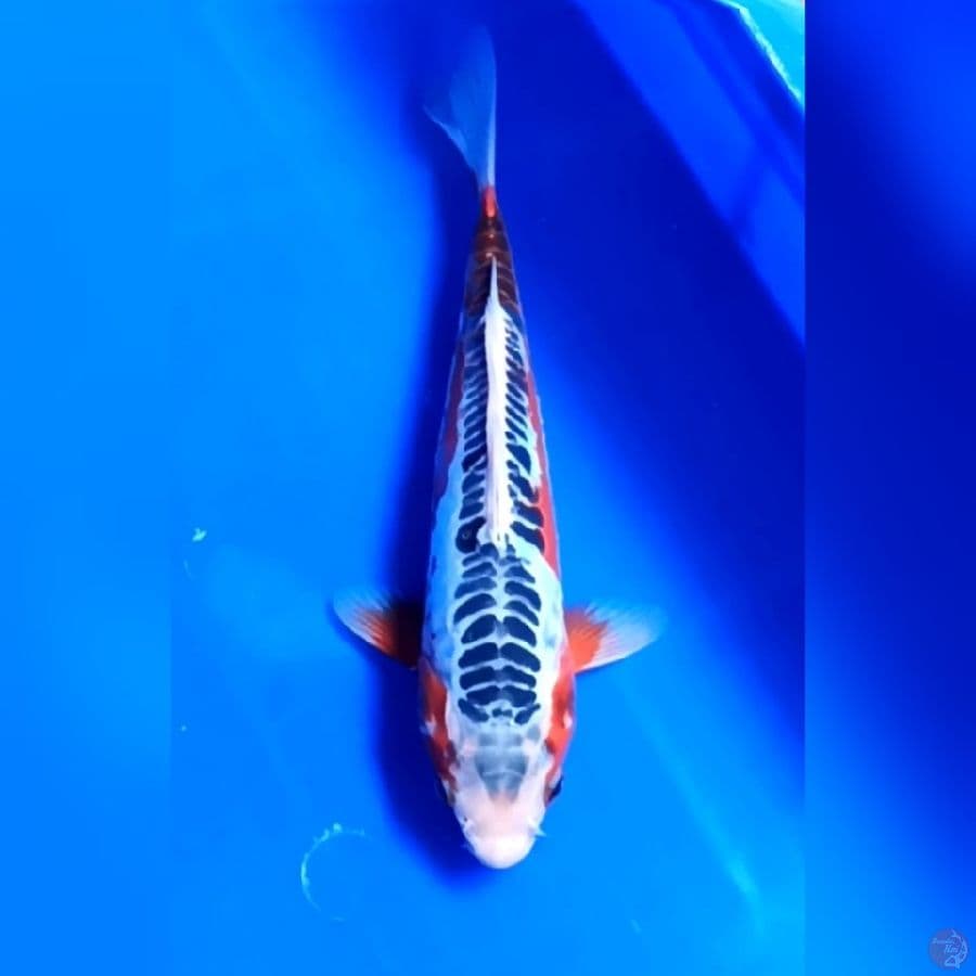 SHUSUI # 25CM - F