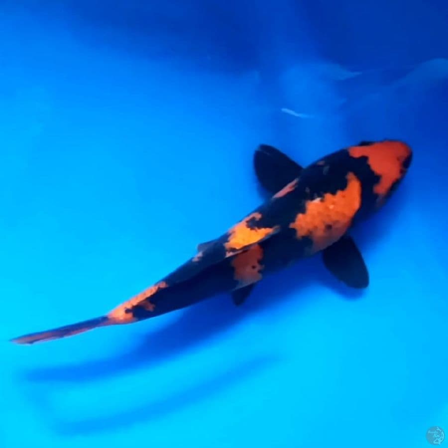 HI UTSURI # 26CM - F