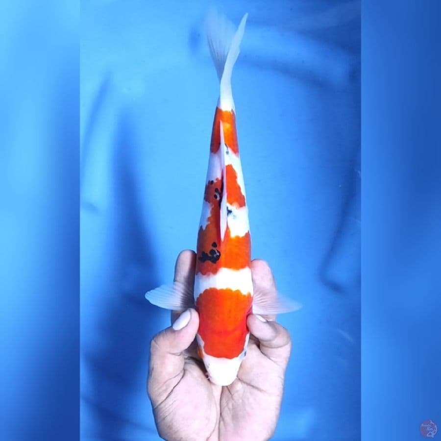 SANKE # 27CM -M